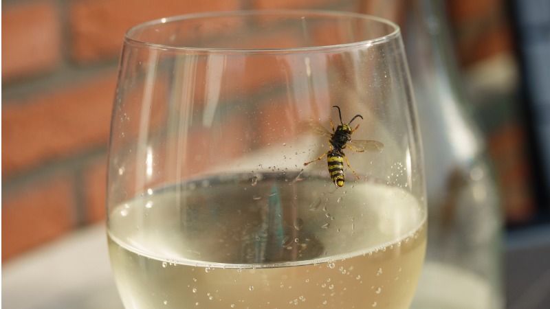 Une guêpe dans un verre de vin en été